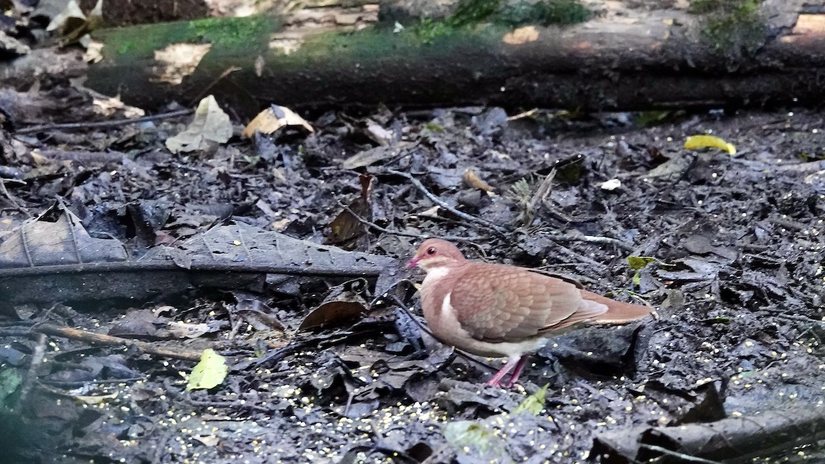 Рыжая перепелиная горлица - ML644718678