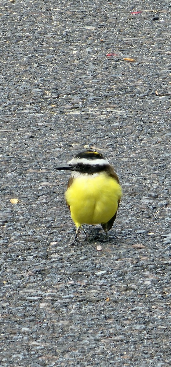 Красношапочный бентеви - ML644718689