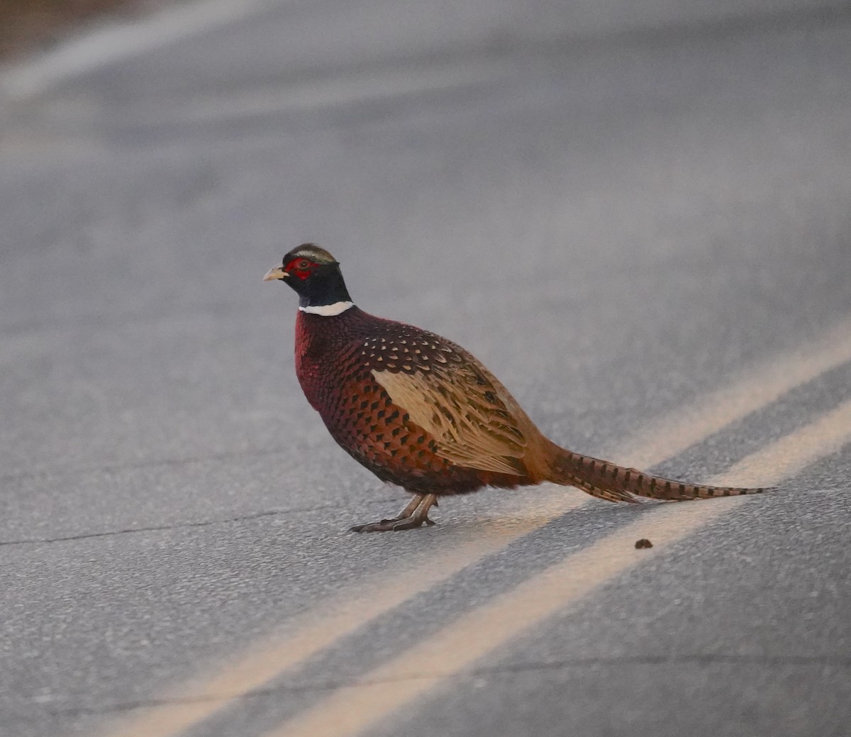 Ring-necked Pheasant - ML644718691
