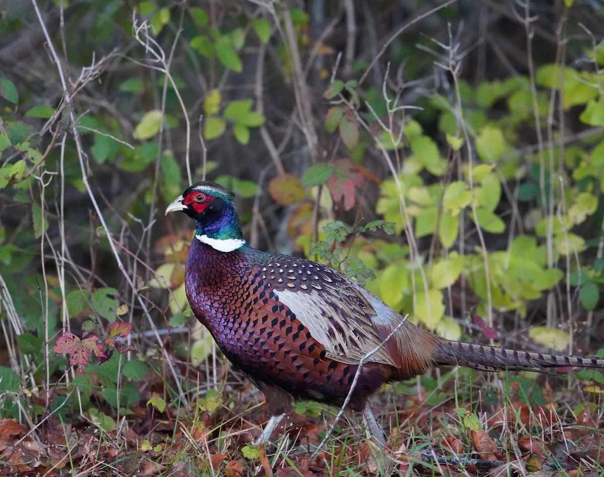 Ring-necked Pheasant - ML644718692