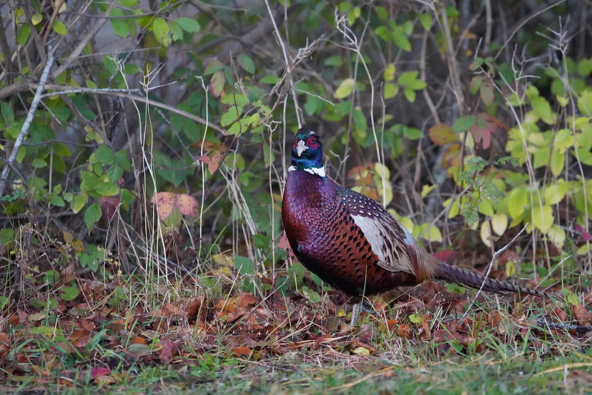 Ring-necked Pheasant - ML644718694