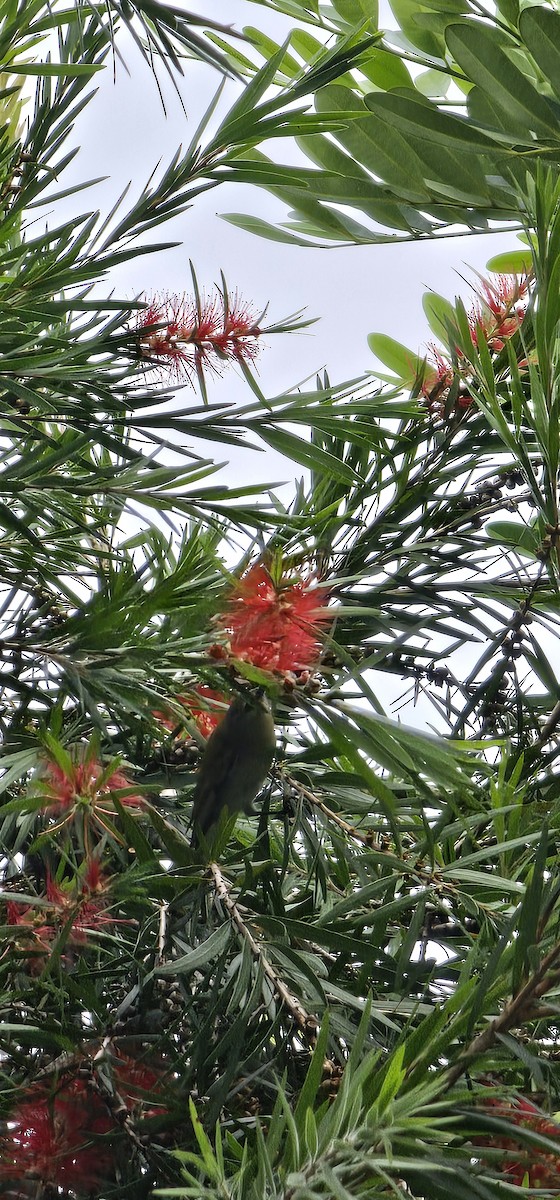 Червоїд світлобровий - ML644718695