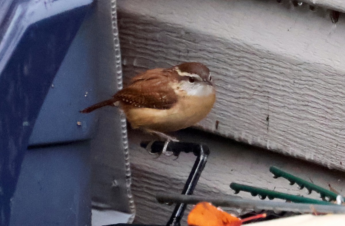 Carolina Wren - ML644718696