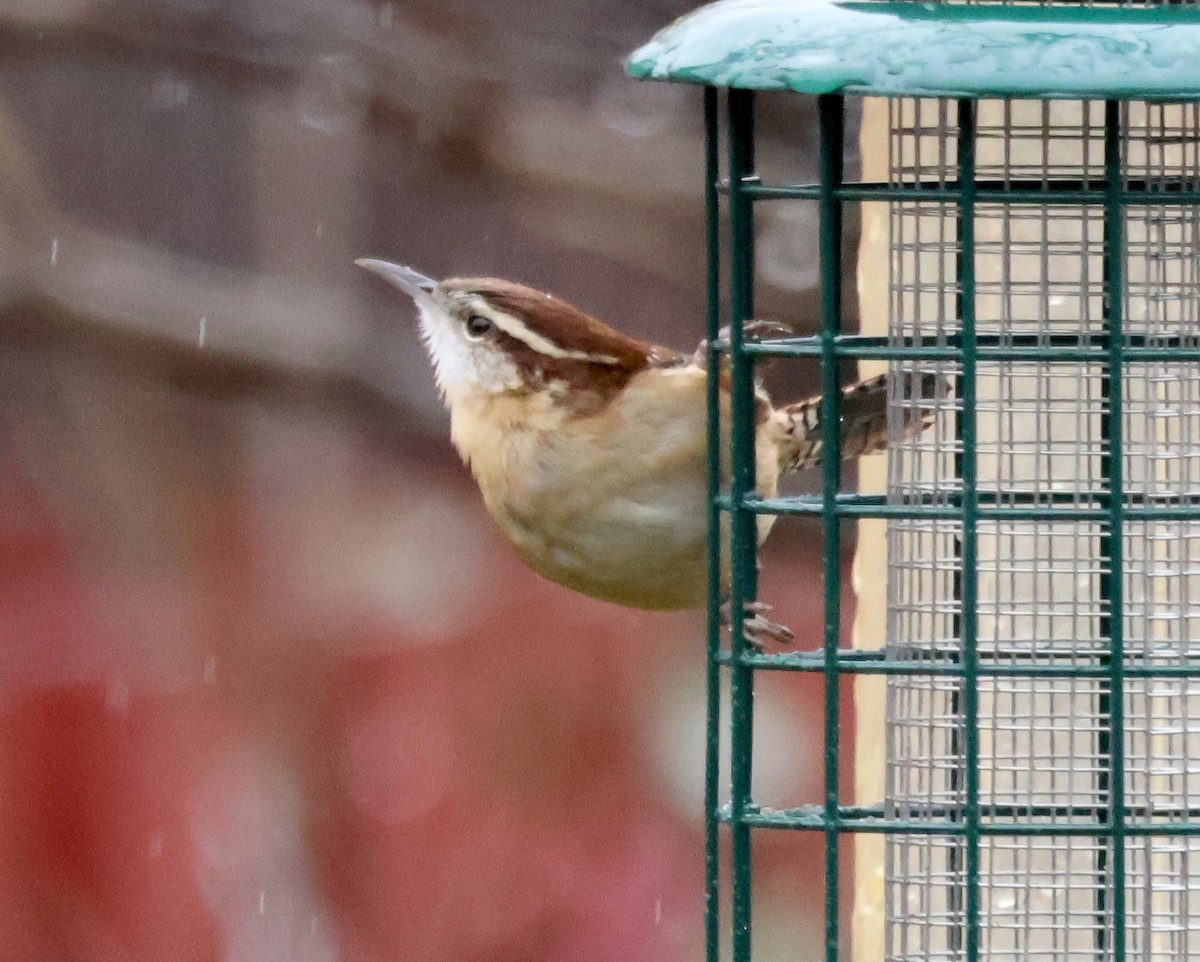 Carolina Wren - ML644718697