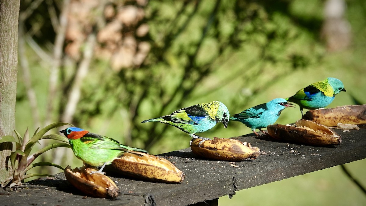 Зеленоголовая танагра - ML644718698