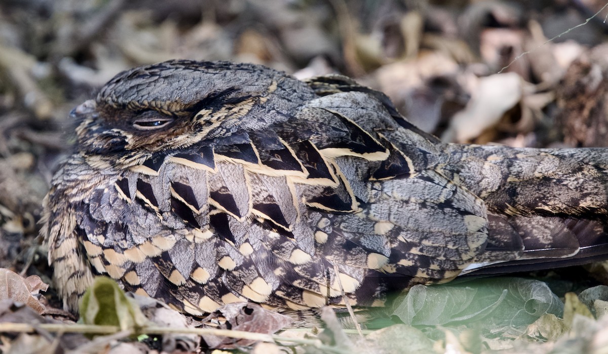 pauraquenattravn - ML644718706