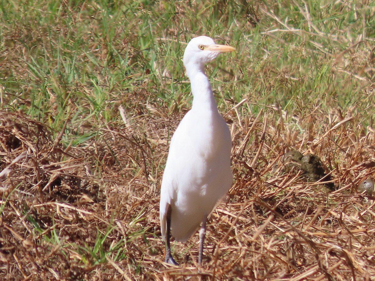 Western Cattle-Egret - ML644718707