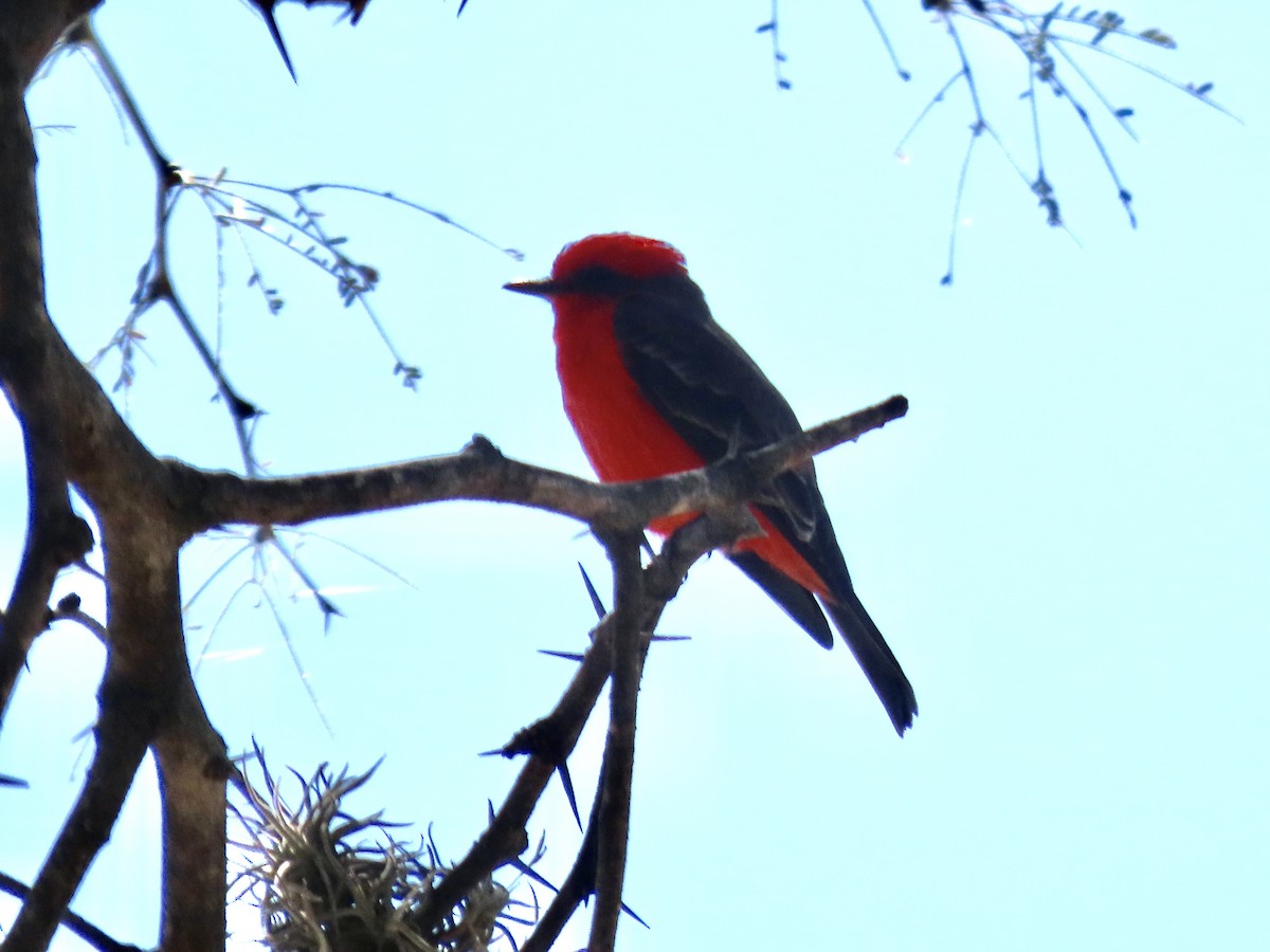 Vermilion Flycatcher - ML644718725