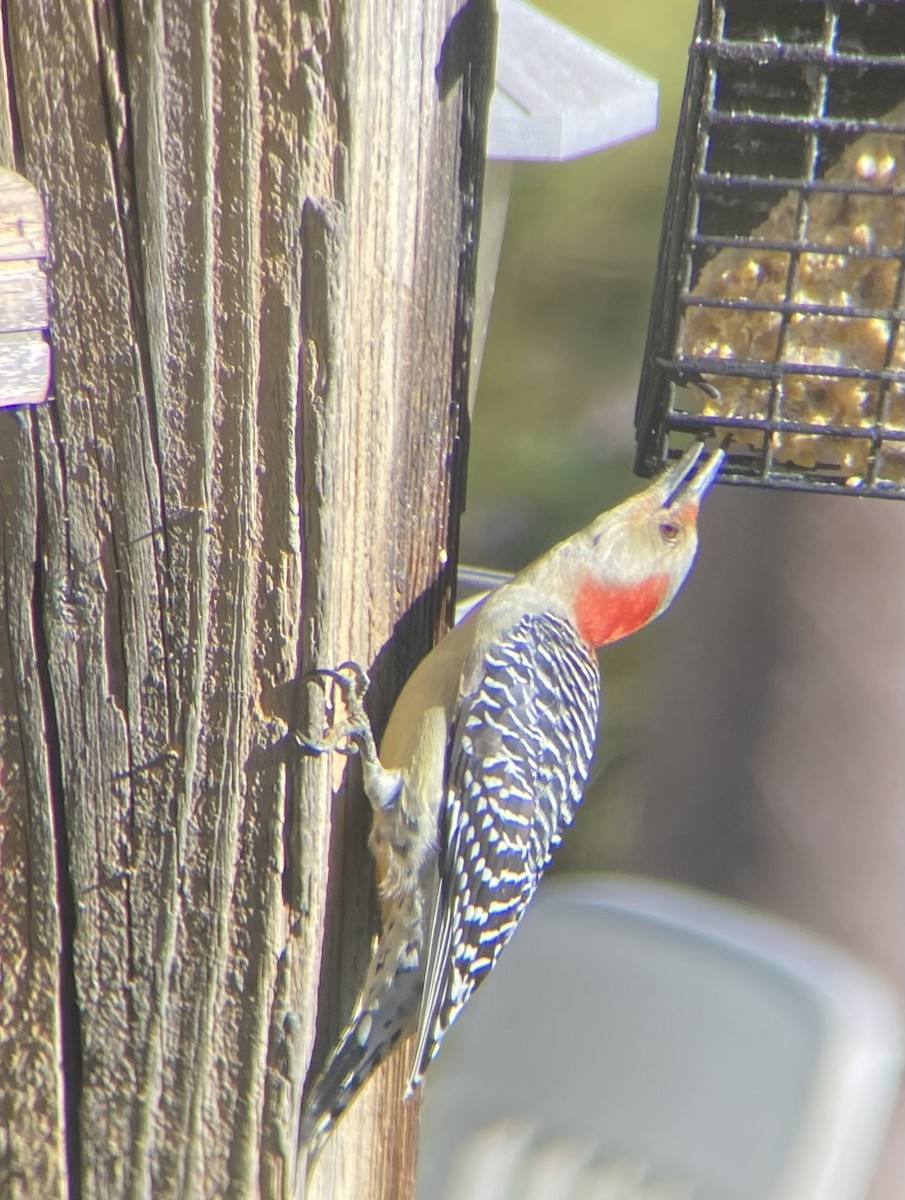 Carolinaspecht - ML644718726