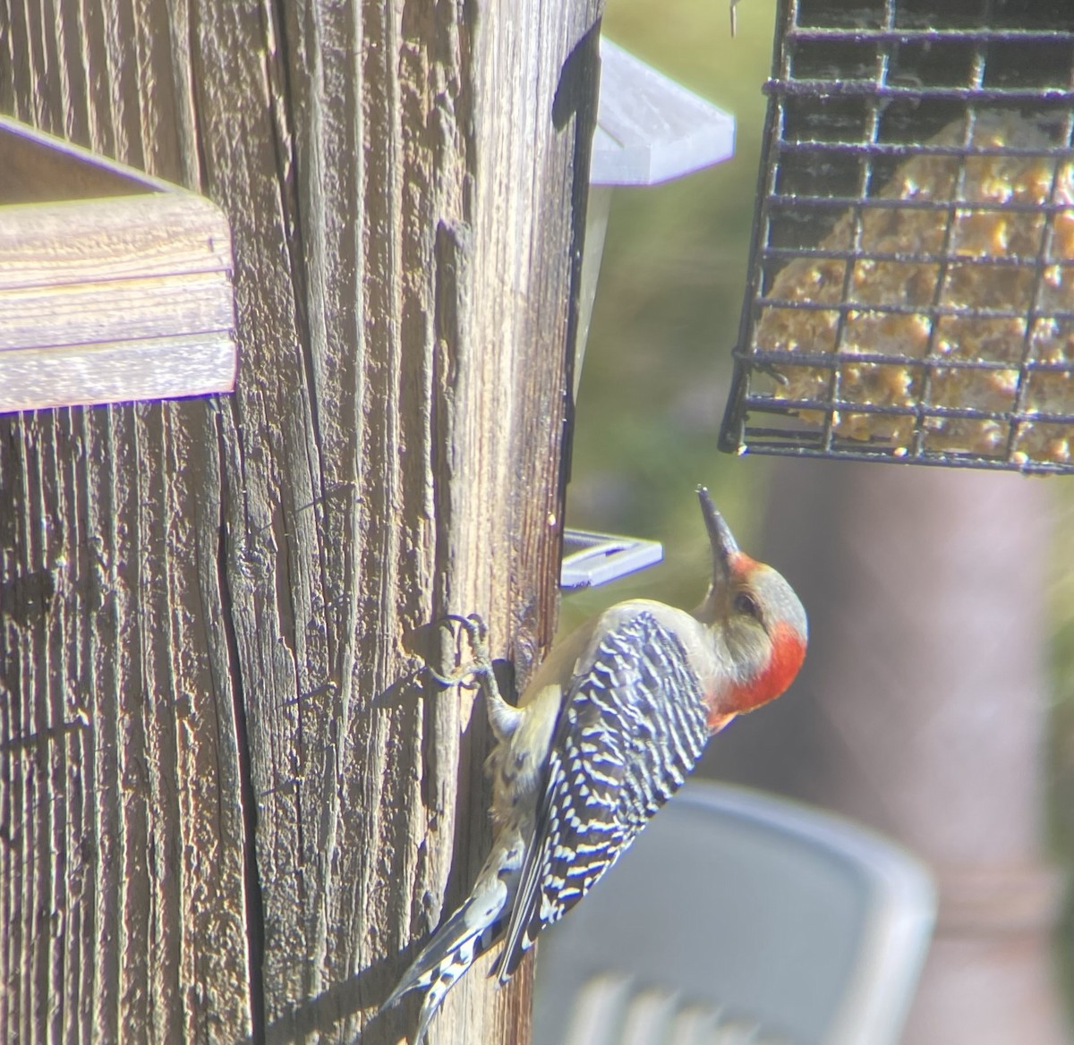 Carolinaspecht - ML644718727