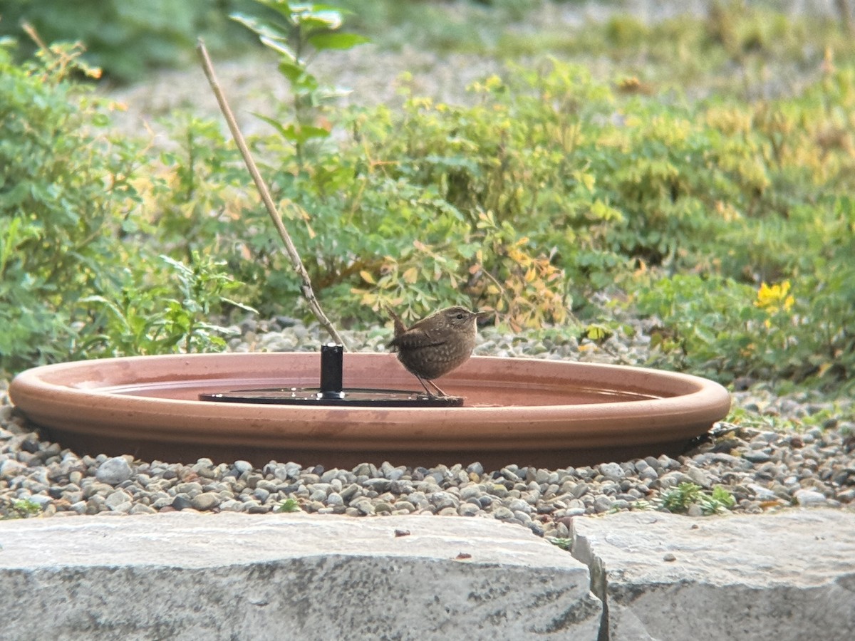 フユミソサザイ - ML644718728