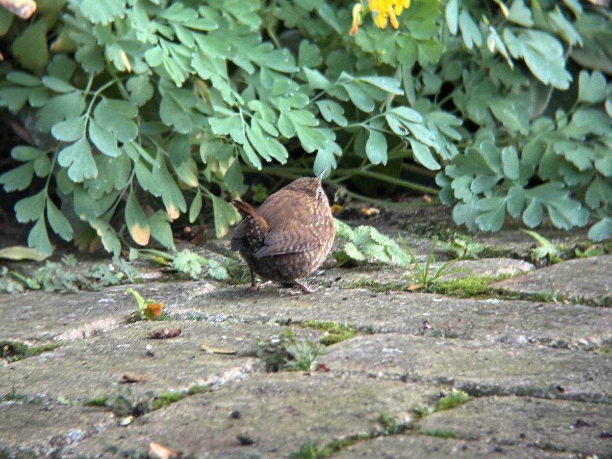 フユミソサザイ - ML644718729