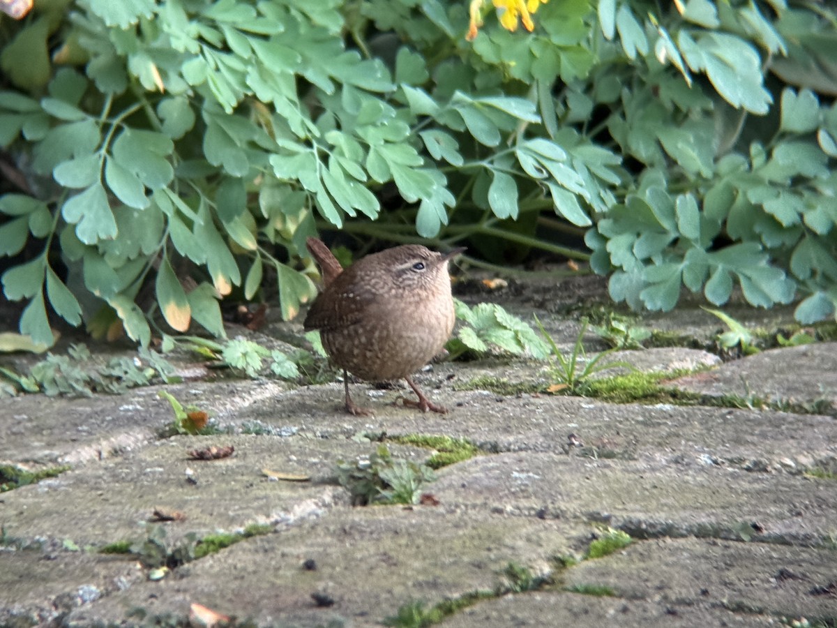 フユミソサザイ - ML644718730