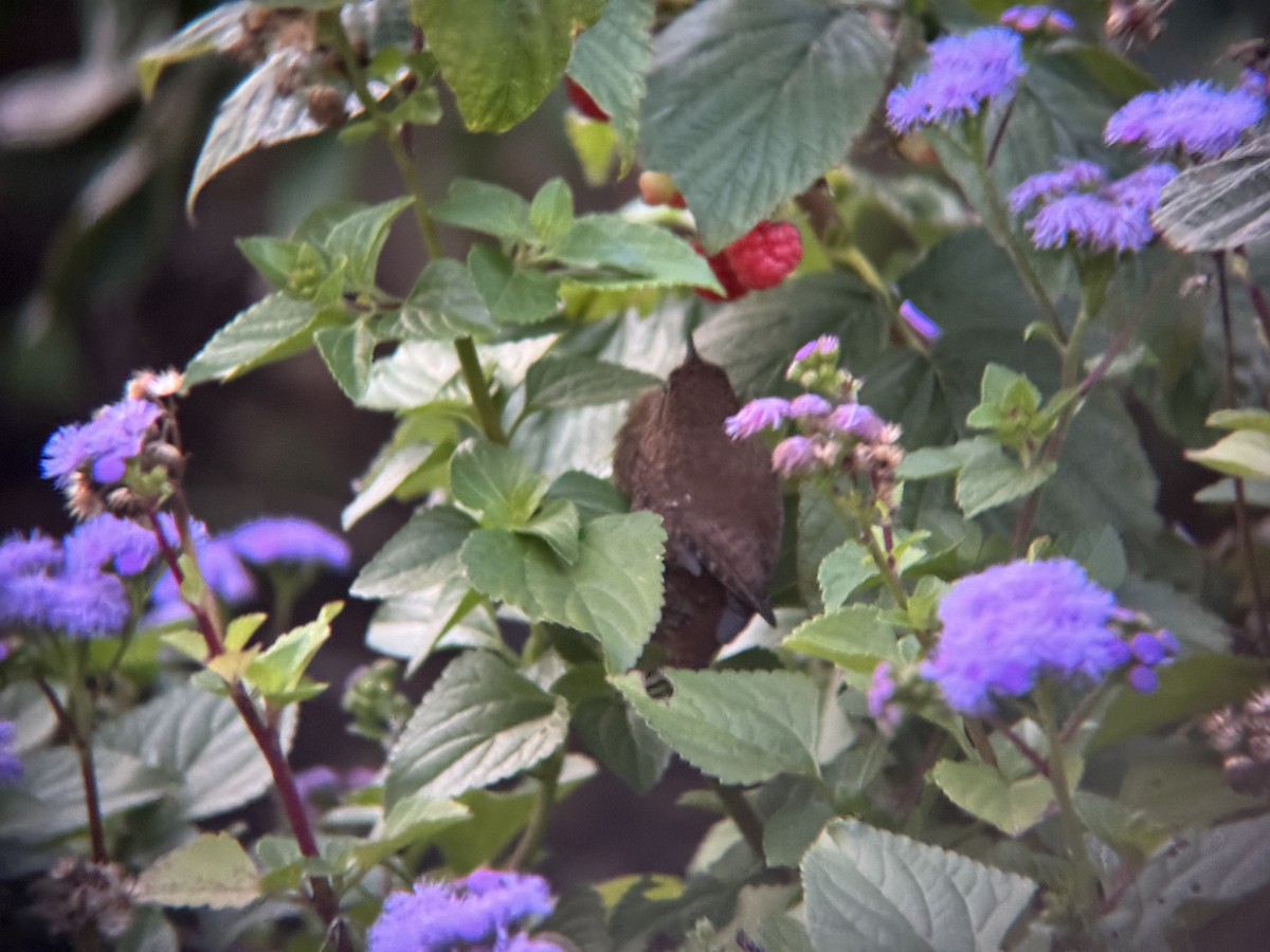 フユミソサザイ - ML644718731