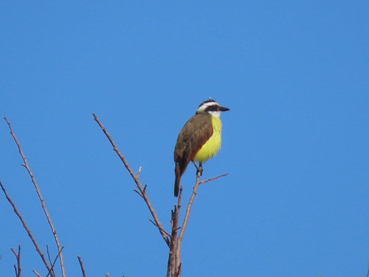 Great Kiskadee - ML644718740