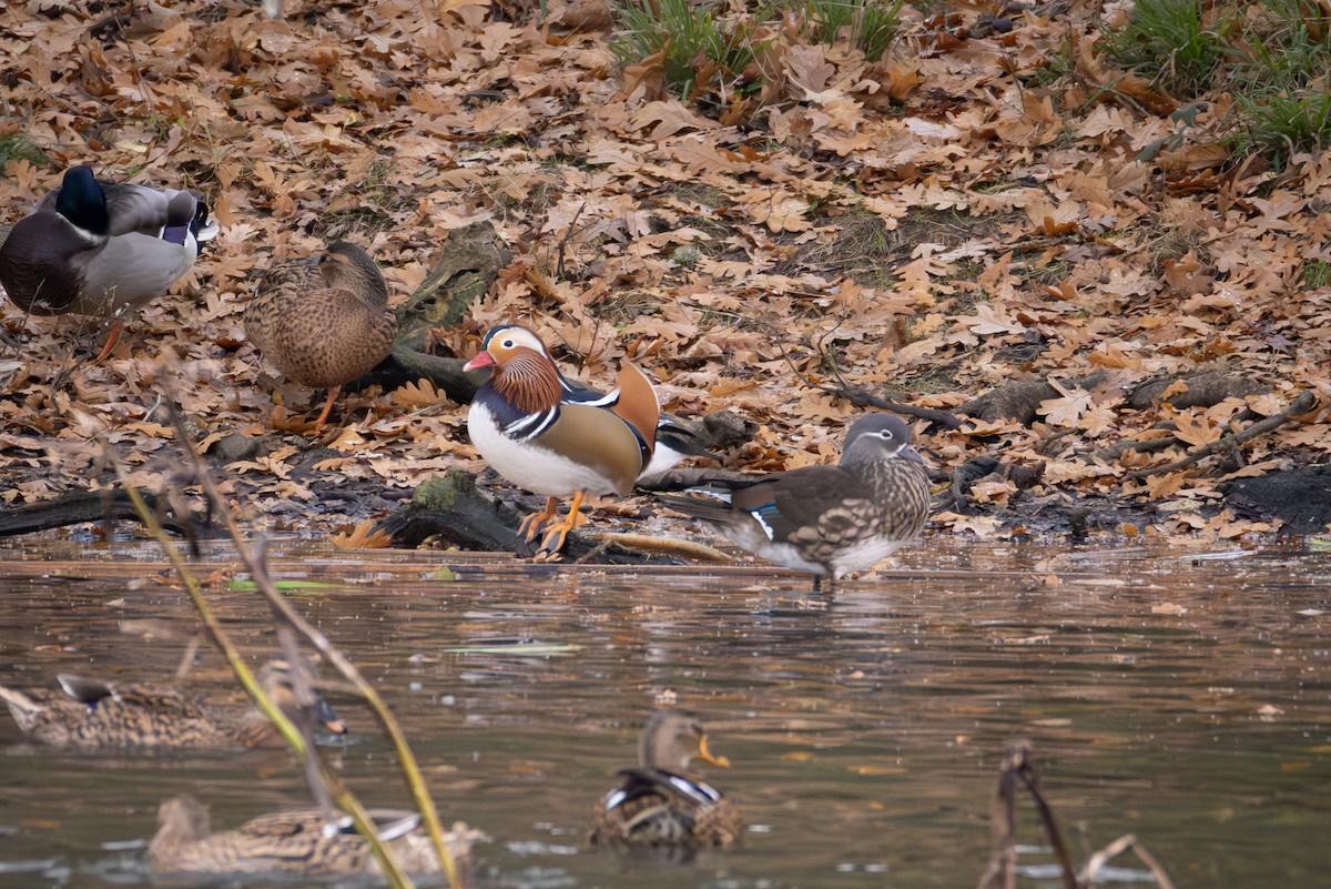 Mandarin Duck - ML644718741