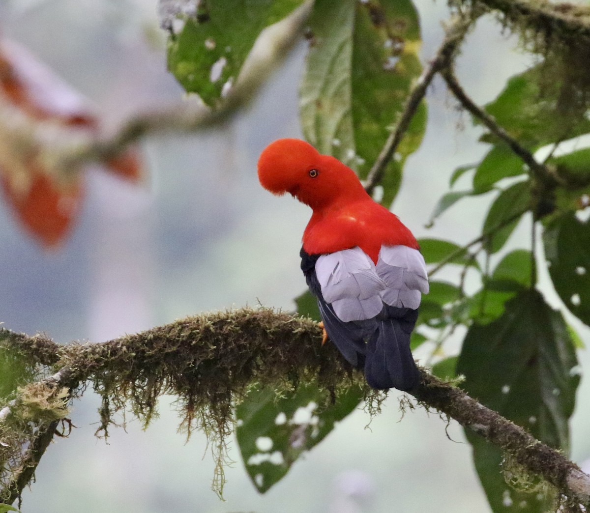 Andean Cock-of-the-rock - ML644718744