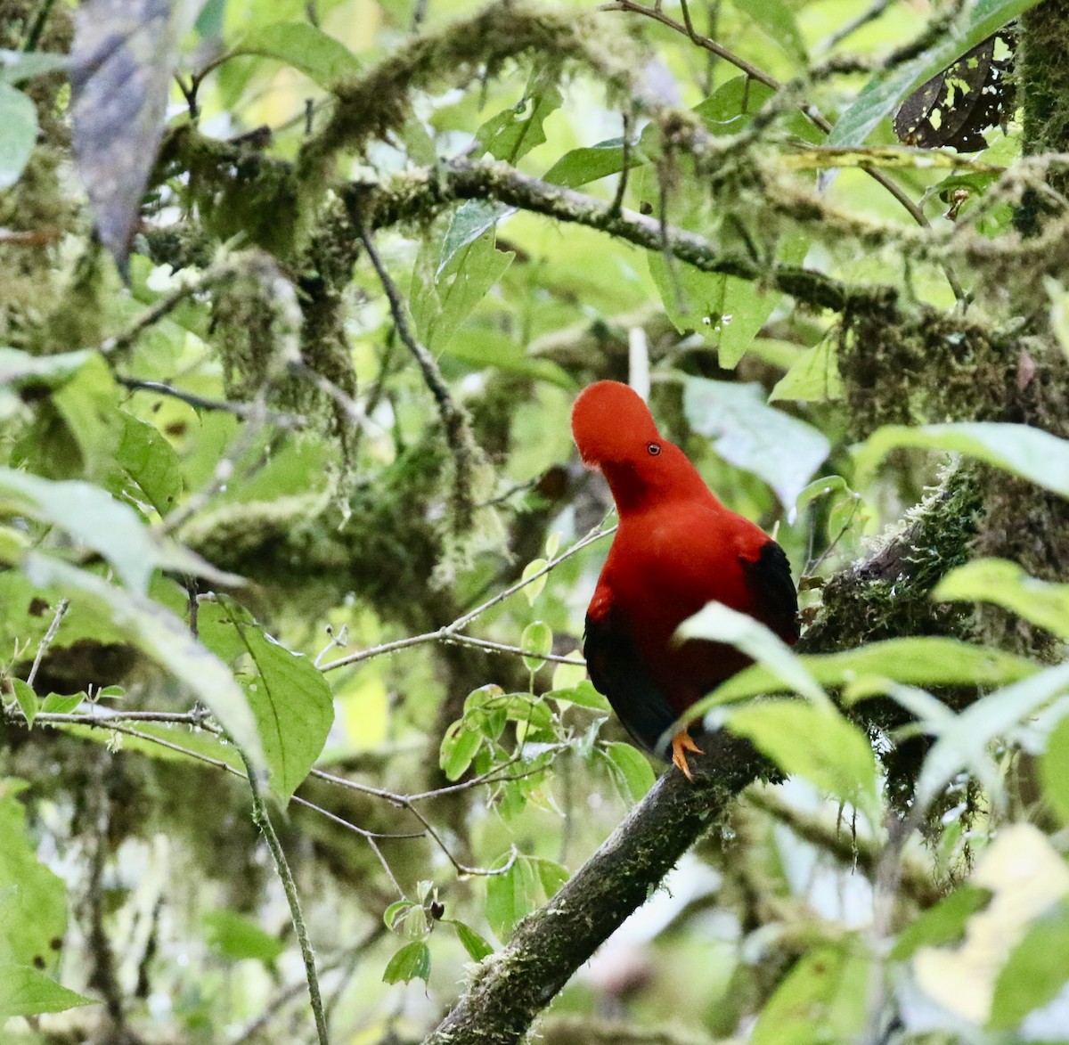 Andean Cock-of-the-rock - ML644718745