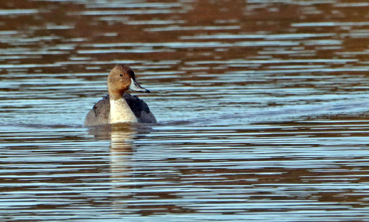 Northern Pintail - ML644718747