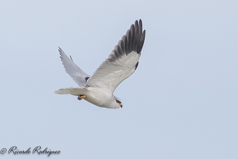 luněc šedý - ML644718748