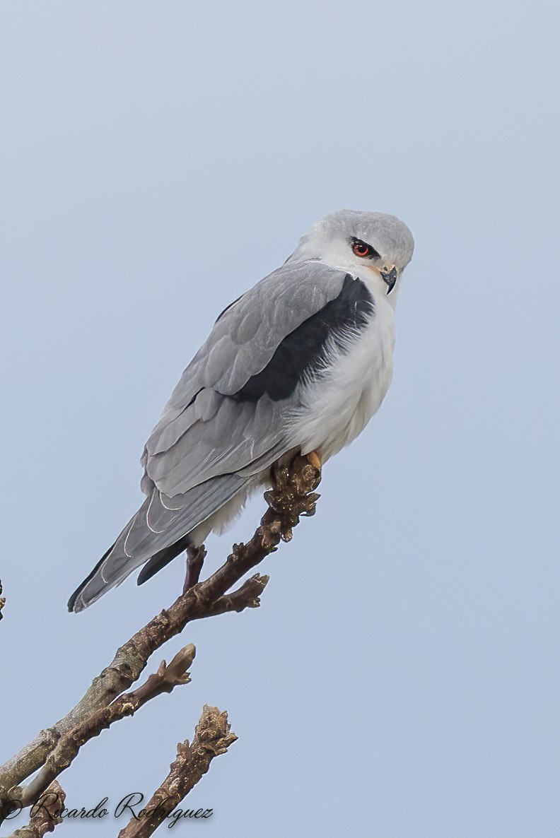 luněc šedý - ML644718749