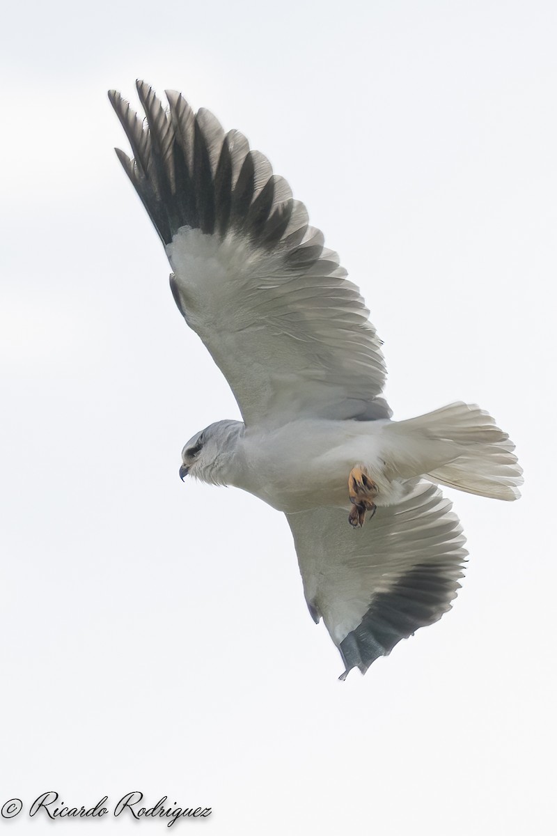 luněc šedý - ML644718750