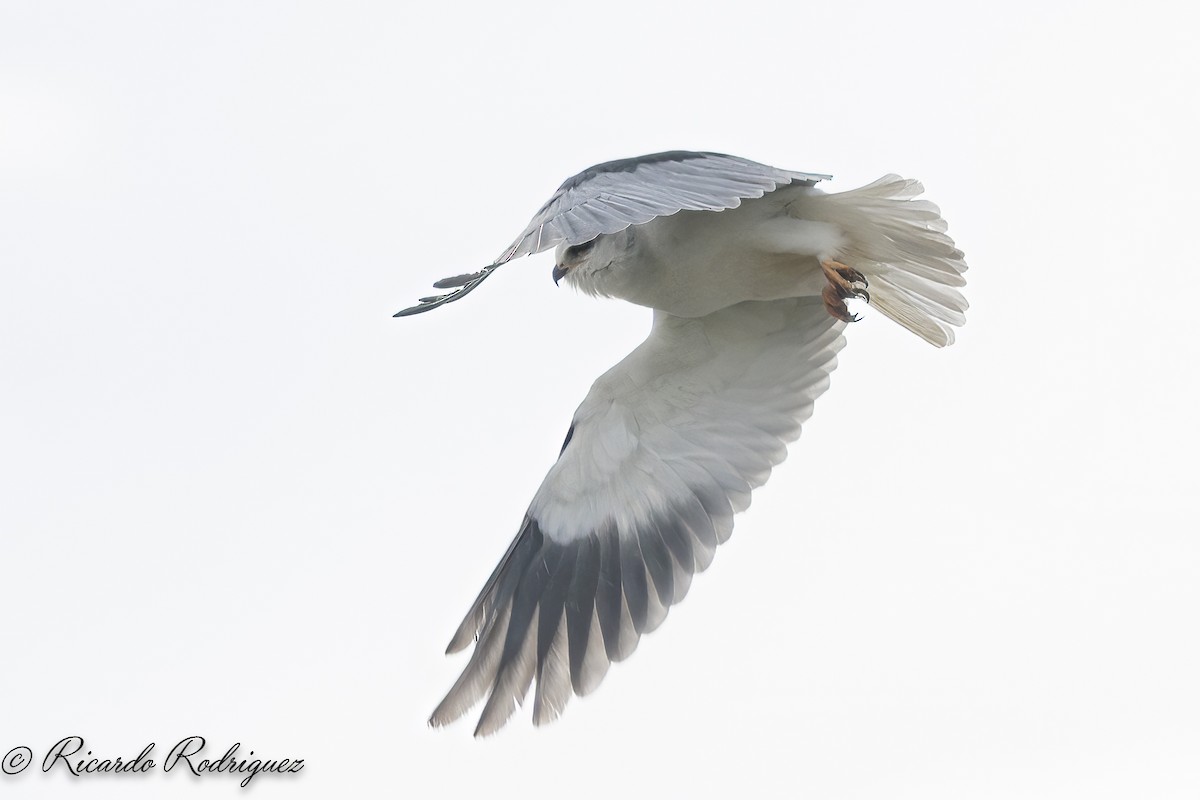 luněc šedý - ML644718751