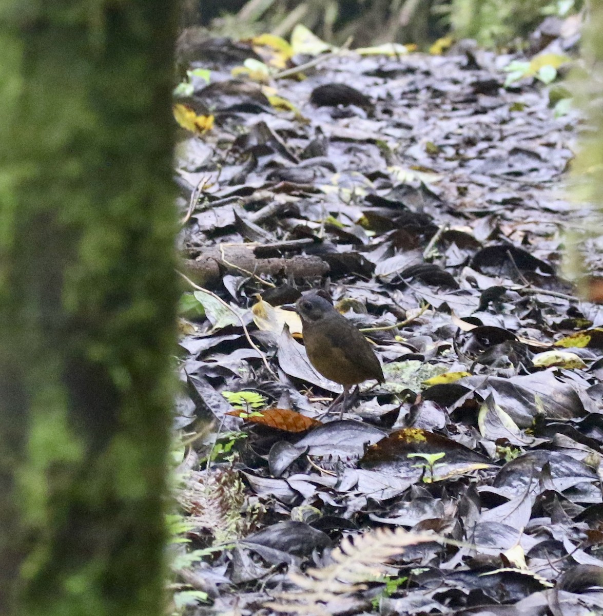 Moustached Antpitta - ML644718753