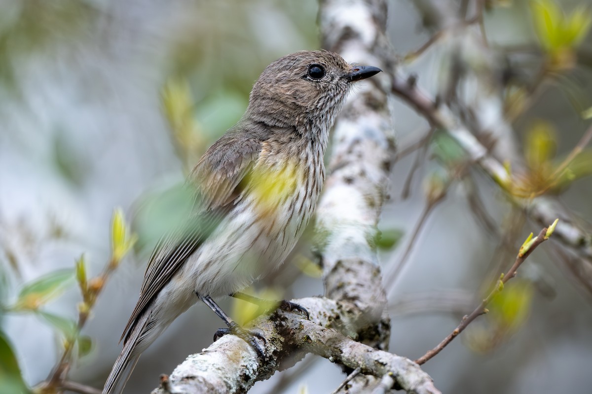 Rufous Whistler - ML644718758