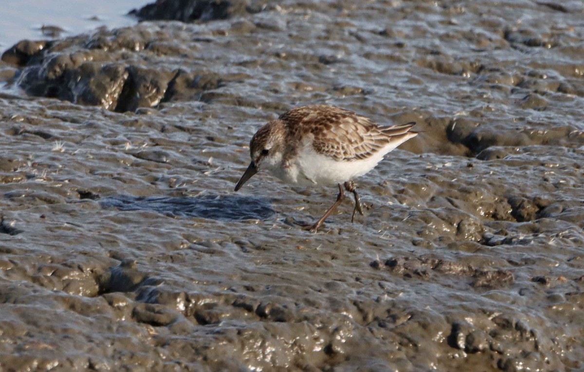 Semipalmated Sandpiper - ML644718761