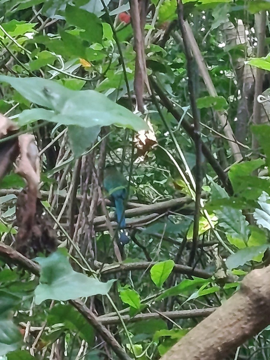 Lesson's Motmot - ML644718769