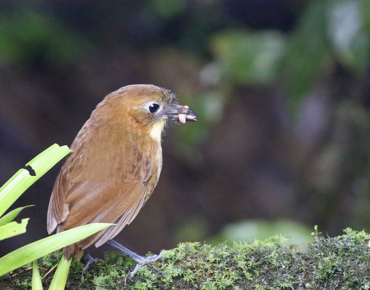 Yellow-breasted Antpitta - ML644718770