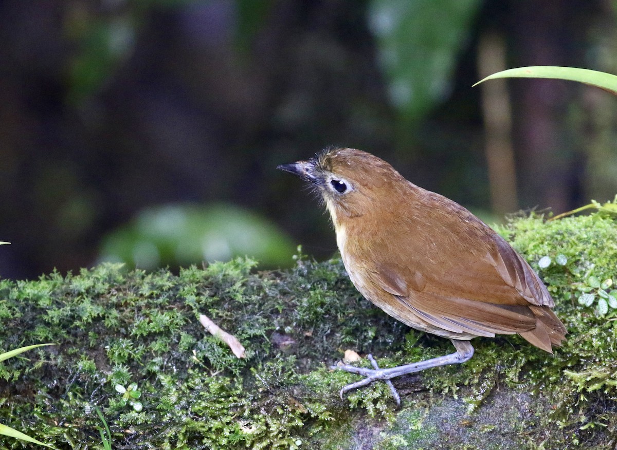 Yellow-breasted Antpitta - ML644718771