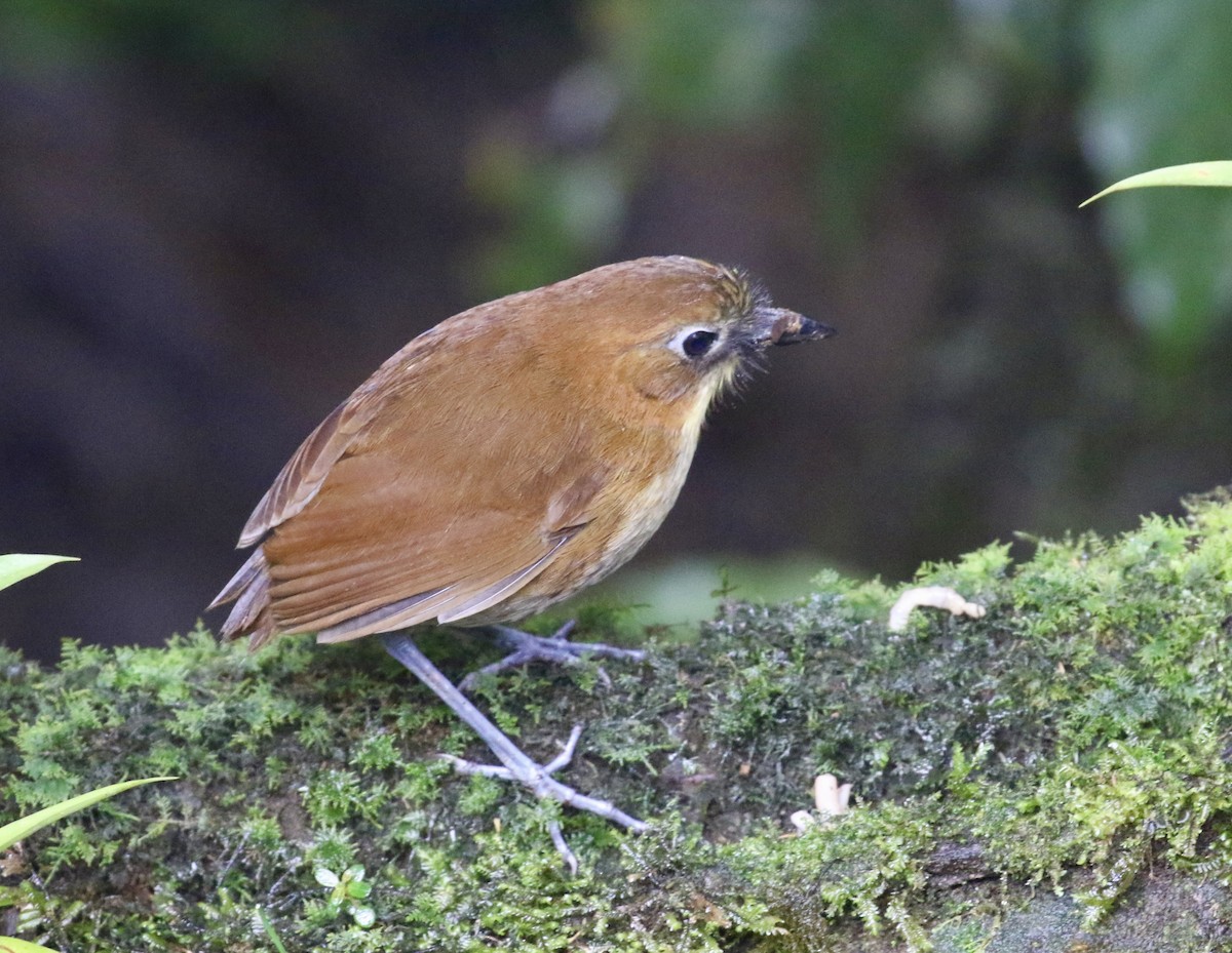 Yellow-breasted Antpitta - ML644718772