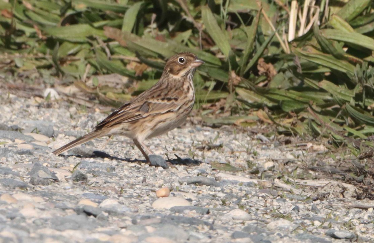 Vesper Sparrow - ML644718792