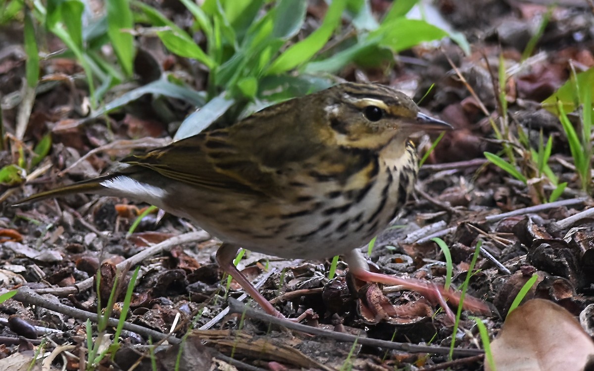 Olive-backed Pipit - ML644718798