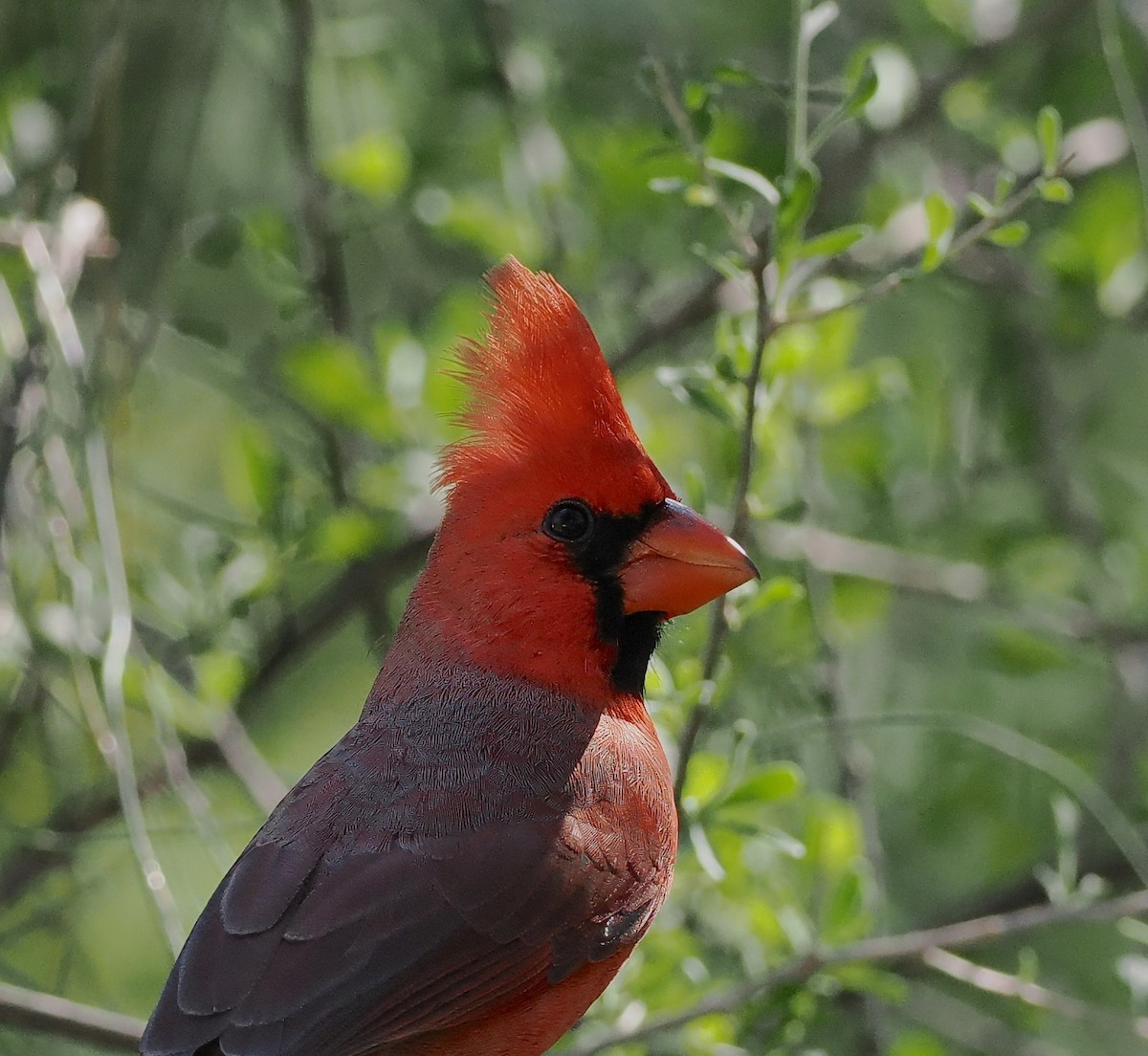 Красный кардинал - ML644718804