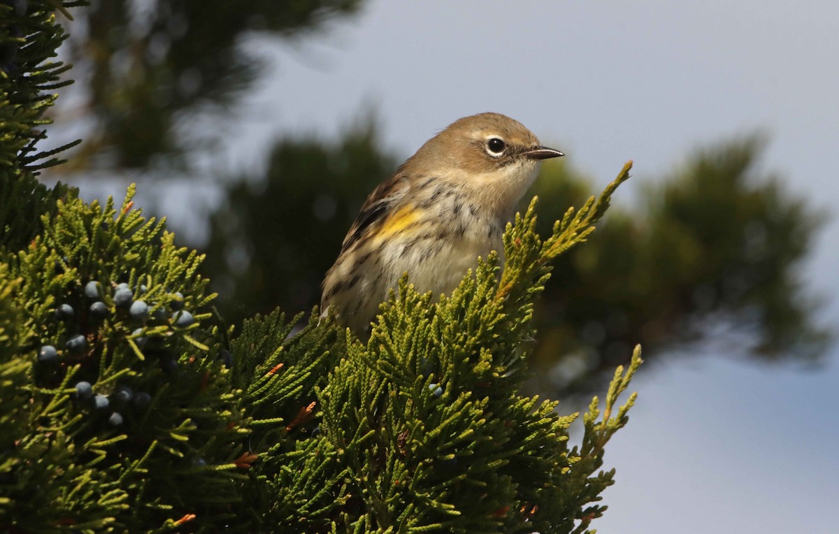 Yellow-rumped Warbler - ML644718809