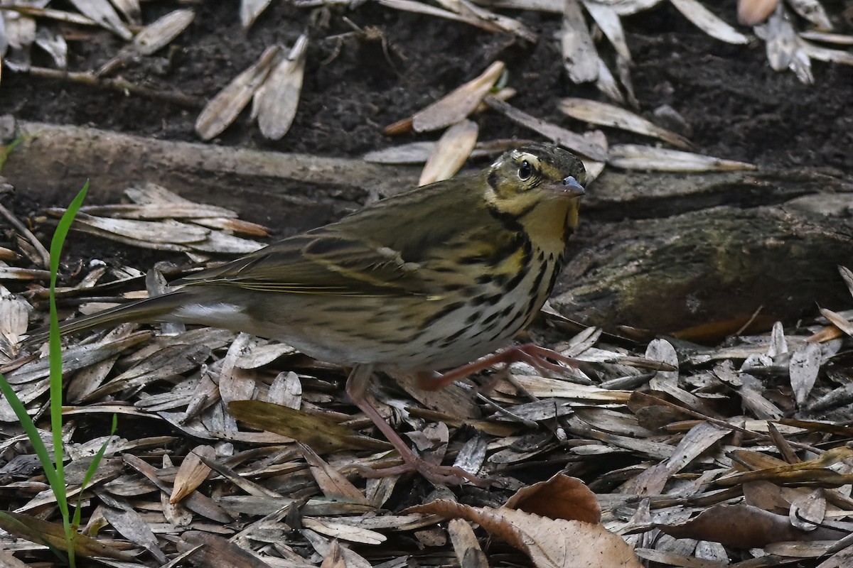 Olive-backed Pipit - ML644718827