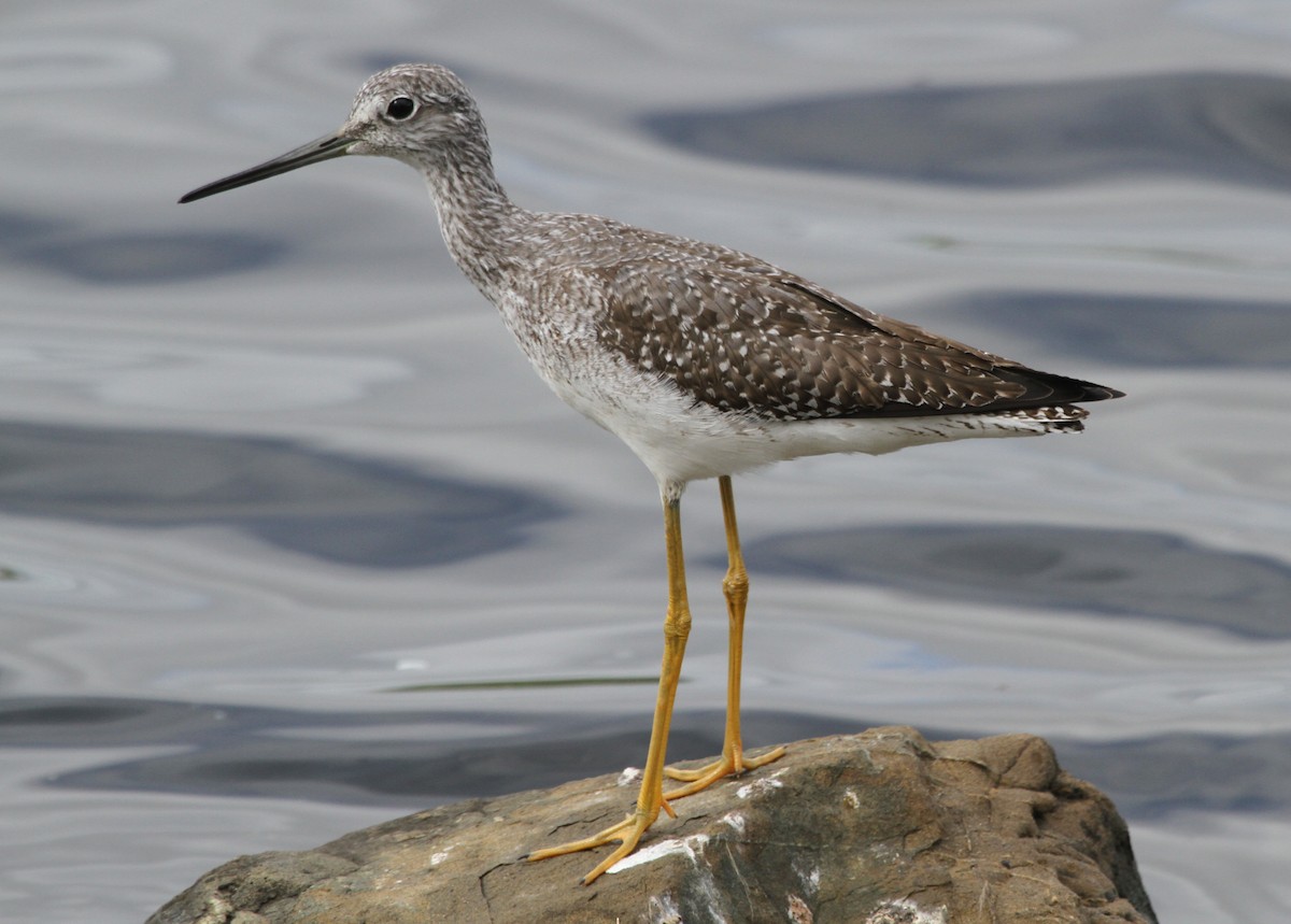 Коловодник строкатий - ML644718828