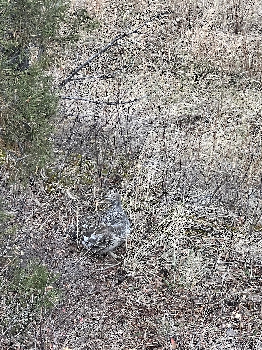 Dusky Grouse - ML644718829
