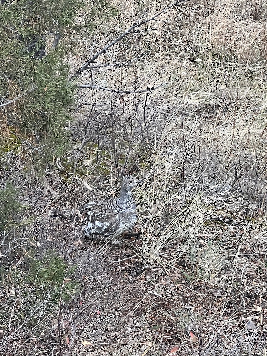 Dusky Grouse - ML644718830