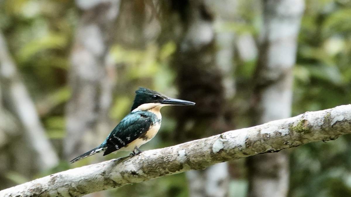 Зелёный зимородок - ML644718831