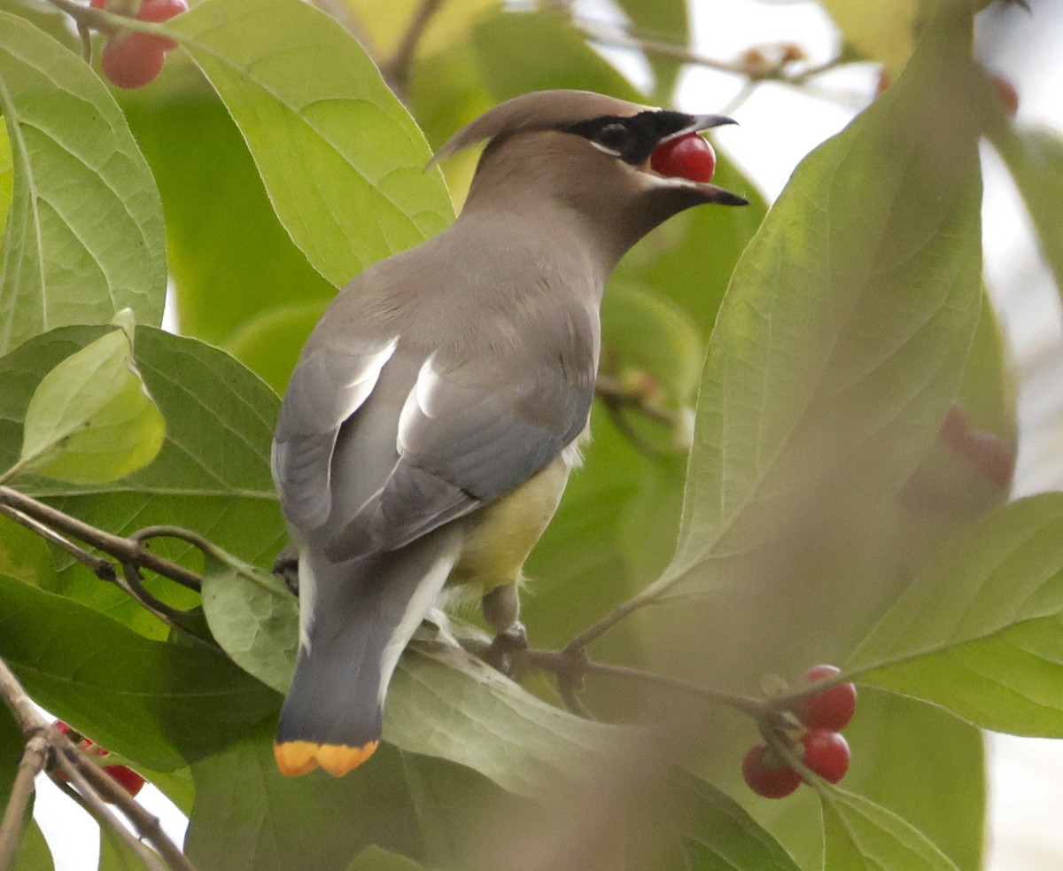 brkoslav americký - ML644718833