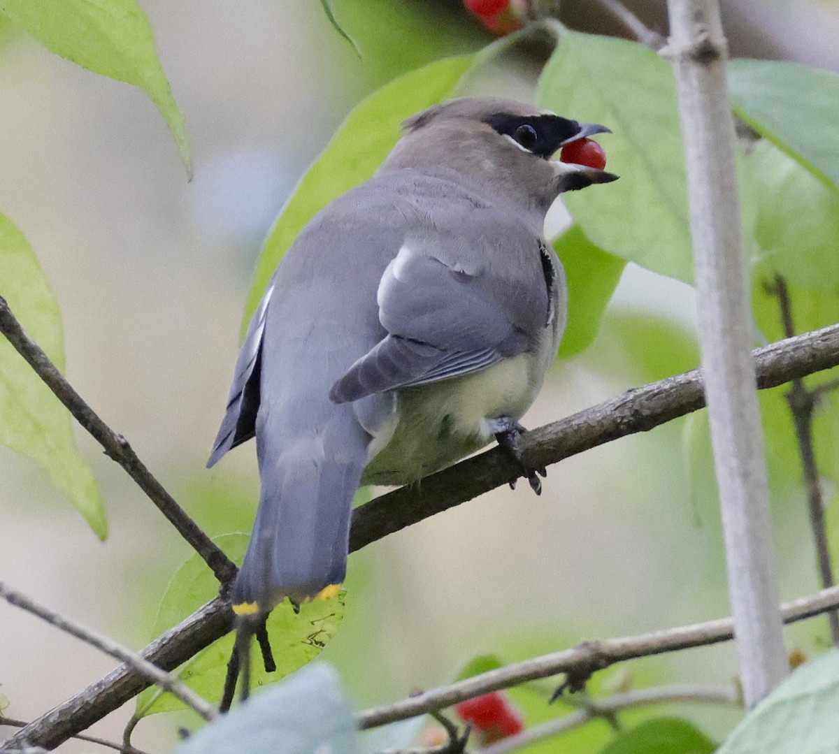 brkoslav americký - ML644718834