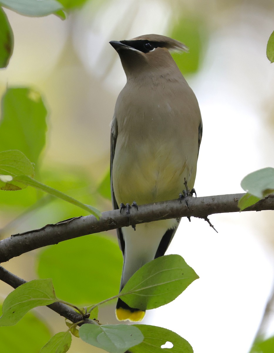 brkoslav americký - ML644718835