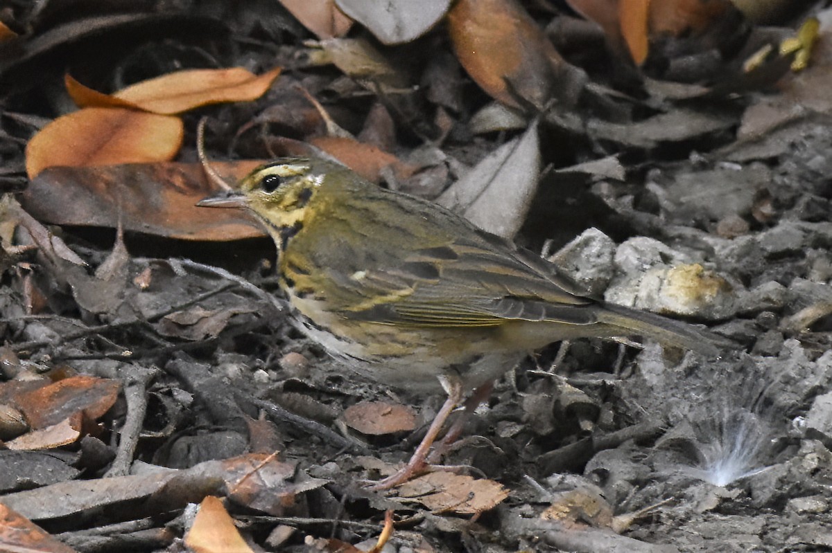 Olive-backed Pipit - ML644718843