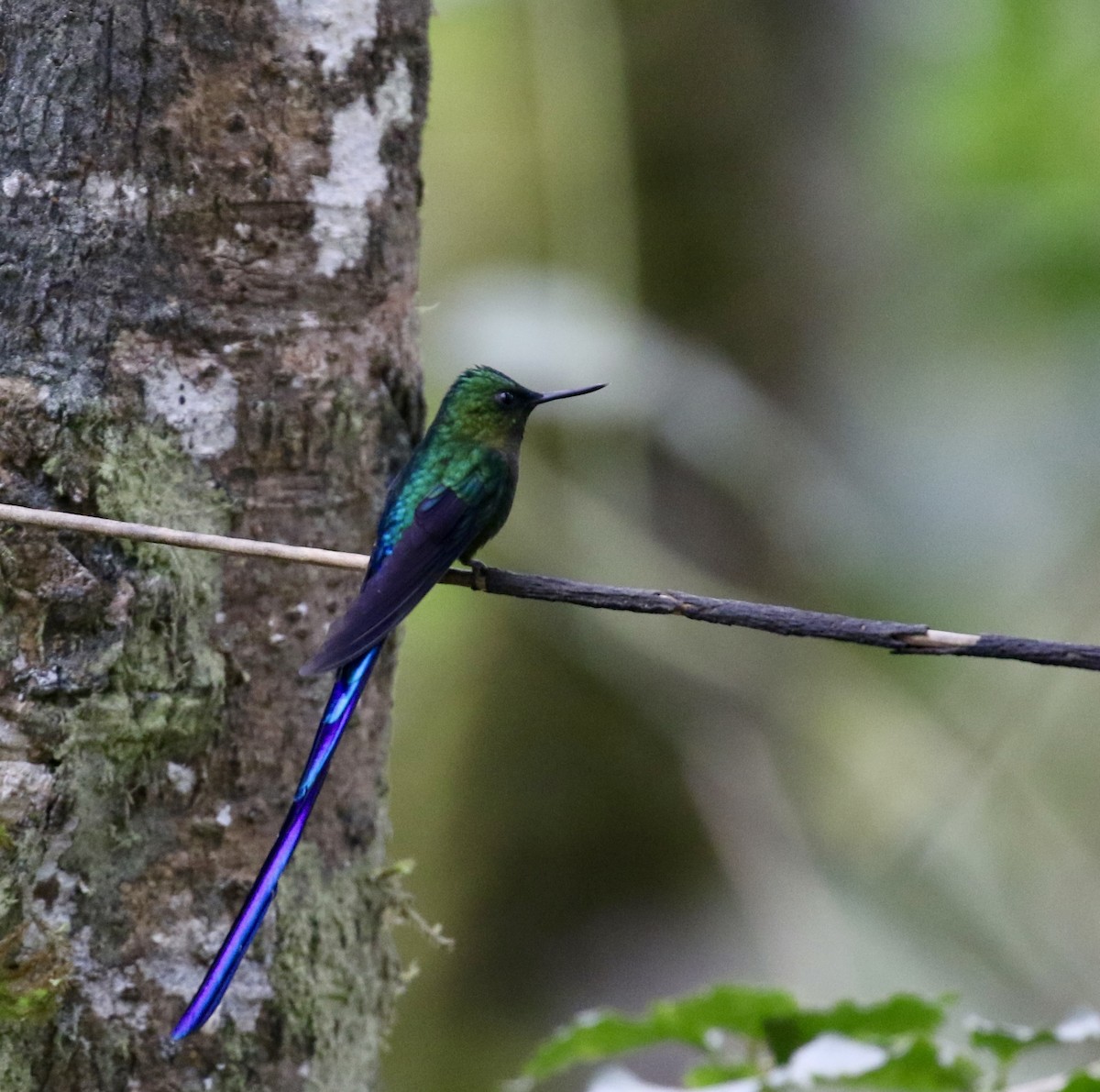 Violet-tailed Sylph - ML644718849