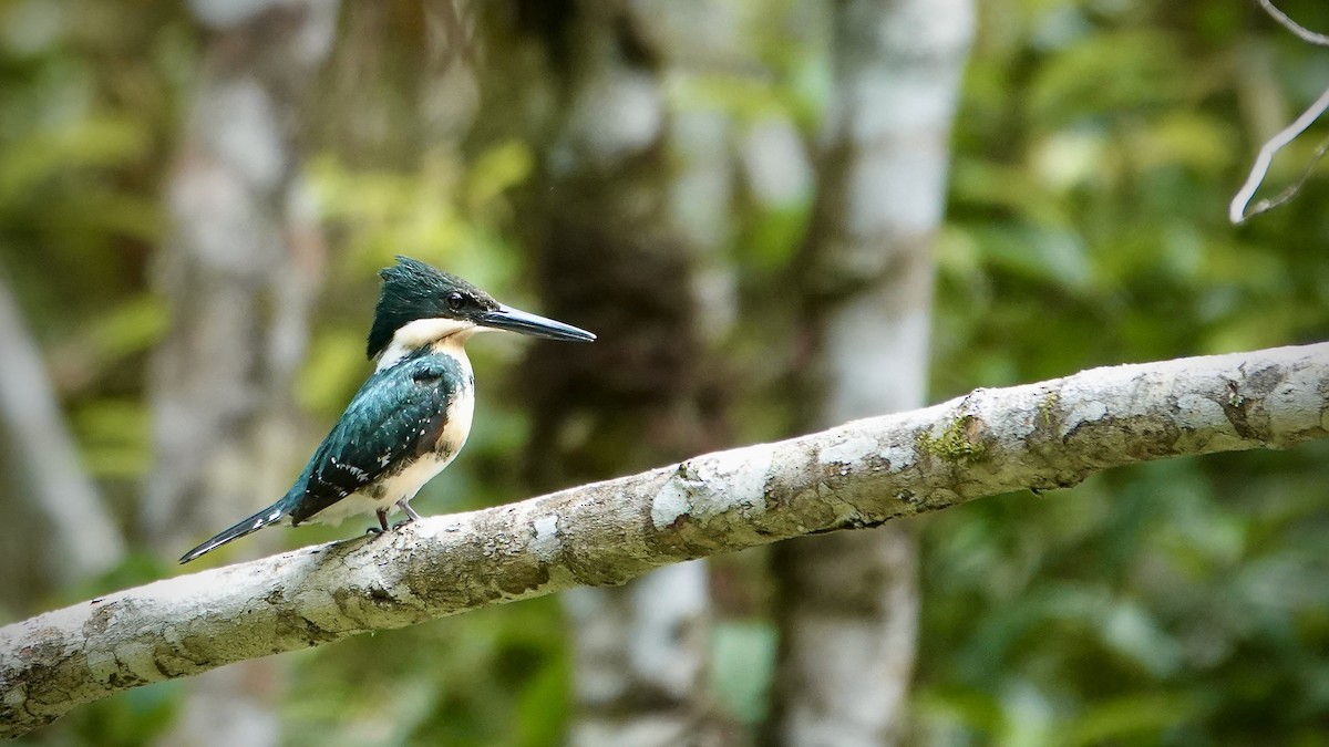 Зелёный зимородок - ML644718856