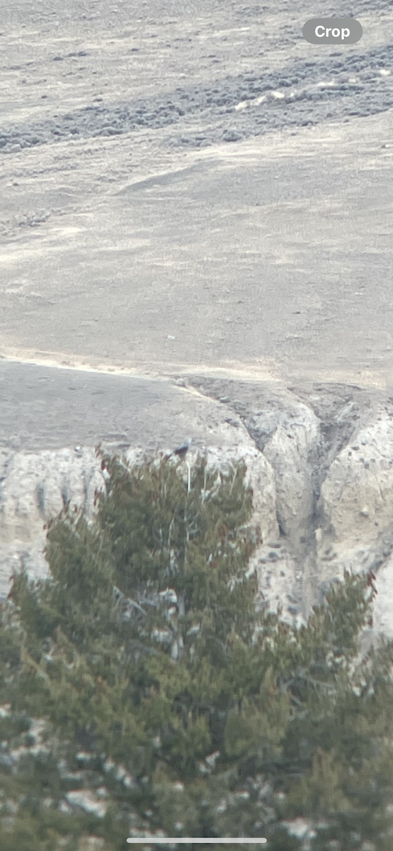 Clark's Nutcracker - ML644718872